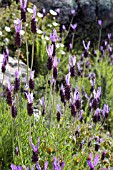 LAVANDULA STOECHAS, LAVENDER - FRENCH LAVENDER