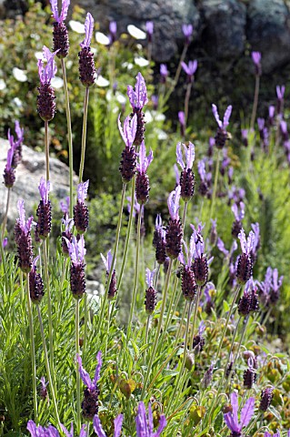 LAVANDULA_STOECHAS_LAVENDER__FRENCH_LAVENDER