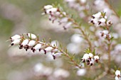 CALLUNA, HEATHER, WINTER HEATH, SPRING HEATH, BELL HEATHER