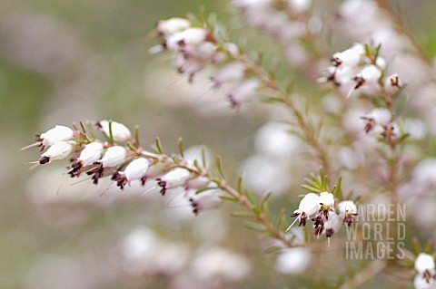 CALLUNA_HEATHER_WINTER_HEATH_SPRING_HEATH_BELL_HEATHER