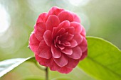 CAMELLIA, CAMELLIA