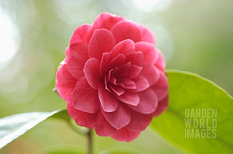 CAMELLIA_CAMELLIA