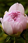 PAEONIA, PEONY