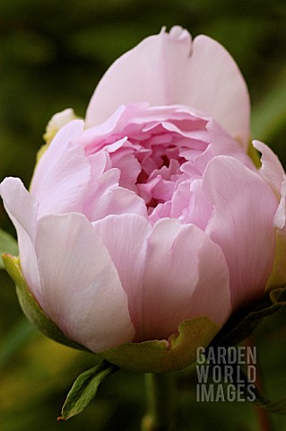 PAEONIA_PEONY