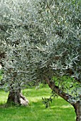 OLEA EUROPEA, OLIVE