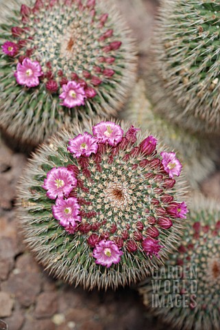 CACTUS_CACTUS