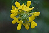 ULEX EUROPAEUS, GORSE