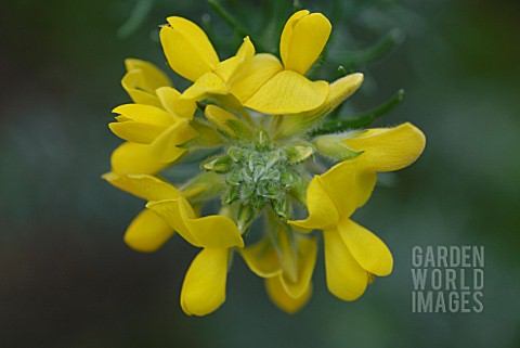 ULEX_EUROPAEUS_GORSE