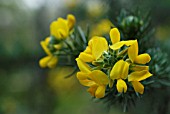 ULEX EUROPAEUS, GORSE