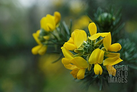 ULEX_EUROPAEUS_GORSE