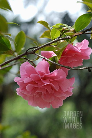 CAMELLIA_CAMELLIA