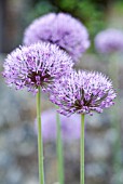 ALLIUM, ALLIUM