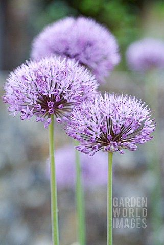 ALLIUM_ALLIUM