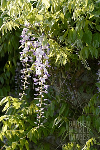 WISTERIA_WISTERIA