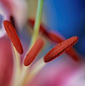 LILIUM  GOLDEN SPLENDOR, LILY