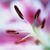 LILIUM STAR GAZER, LILY