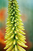 KNIPHOFIA, RED HOT POKER