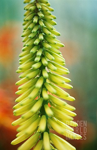 KNIPHOFIA_RED_HOT_POKER