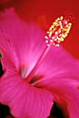 HIBISCUS ROSA-SINENSIS, HIBISCUS