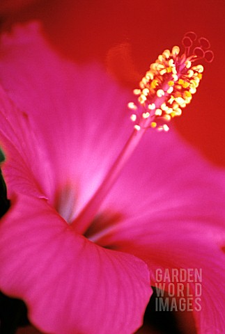 HIBISCUS_ROSASINENSIS_HIBISCUS