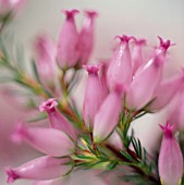 ERICA, HEATHER, WINTER HEATH, SPRING HEATH, BELL HEATHER