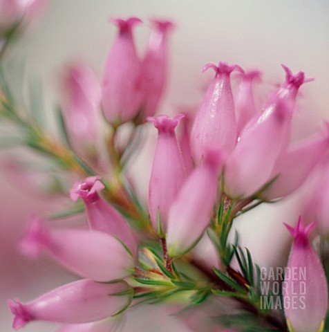 ERICA_HEATHER_WINTER_HEATH_SPRING_HEATH_BELL_HEATHER