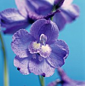 DELPHINIUM BLUE BEES, DELPHINIUM