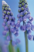 MUSCARI, GRAPE HYACINTH