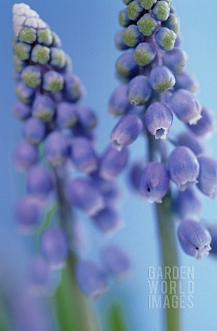 MUSCARI_GRAPE_HYACINTH