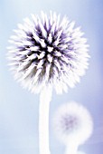 ECHINOPS BANNATICUS, GLOBE THISTLE