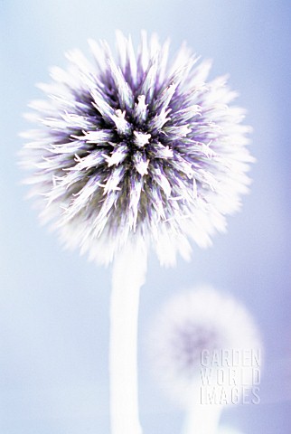 ECHINOPS_BANNATICUS_GLOBE_THISTLE