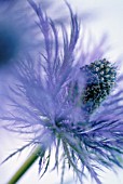 ERYNGIUM ALPINUM, SEA HOLLY