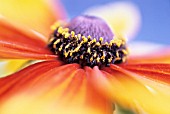 RUDBECKIA HIRTA, CONEFLOWER, BLACK-EYED SUSAN