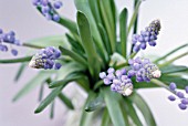 MUSCARI, GRAPE HYACINTH