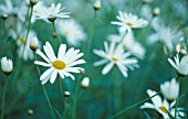 ARGYRANTHEMUM, MARGUERITE, DAISY