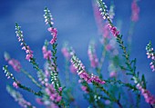 CALLUNA, HEATHER