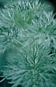 ARTEMISIA ABSINTHIUM POWIS CASTLE, WORMWOOD