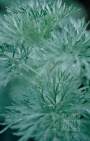 ARTEMISIA_ABSINTHIUM_POWIS_CASTLE_WORMWOOD