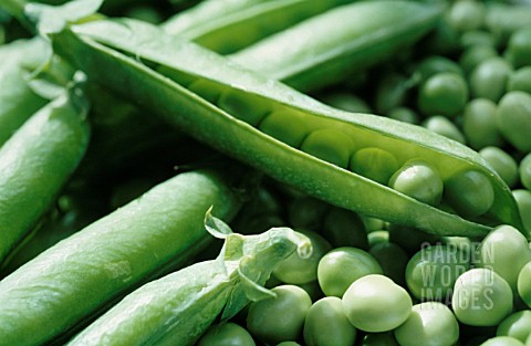 PISUM_SATIVUM_PEA