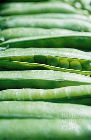 PISUM_SATIVUM_PEA