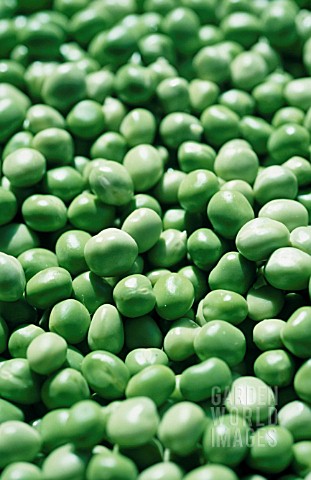 PISUM_SATIVUM_PEA