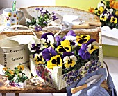 PANSIES IN A BOX WITH A FLOWER PATTERN