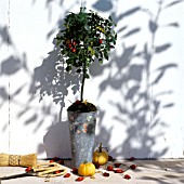 ROSEBUSH DECORATED WITH ROSEHIPS IN A ZINC PLANTER