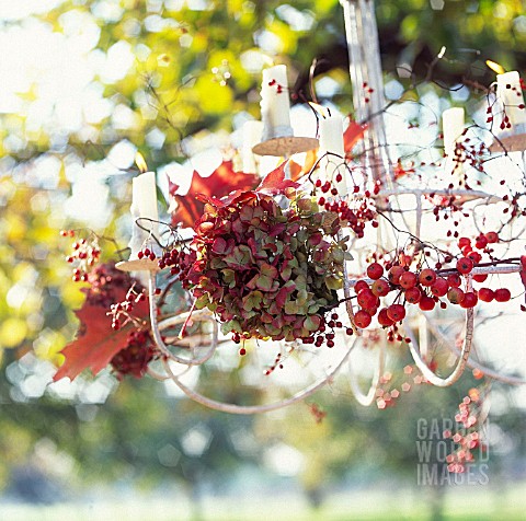 HYDRANGEA_FRUITS_AND_LEAVES_HANGING_ON_A_CANDELABRA