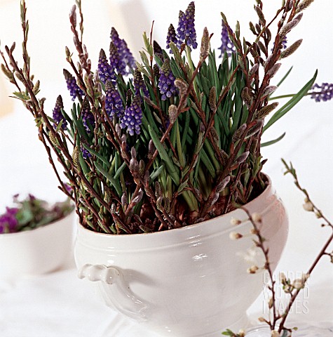 MUSCARI_ARMENICUM_AND_WILLOW_TWIGS