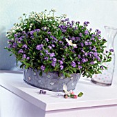 FORGET-ME-NOT IN ZINC CONTAINER