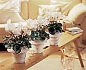 CYCLAMEN HOUSEPLANT