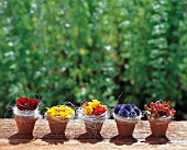 FLOWER POTS WITH ECHINOPS, ROSES AND BERRIES