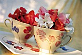 LATHYRUS IN PORCELAIN CUPS