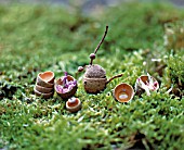 A WALK IN THE WOODS - HANDICRAFTS WITH ACORNS